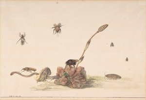Olika insekter av en svamp, 1681. av Rochus van Veen