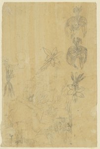 Blomsterstudier och badande kvinnor av Rodolphe Bresdin