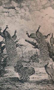 Påfåglarna, 1869, 1946 av Rodolphe Bresdin
