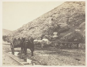 Boskap och vagnar, lämnar Balaklava, 1855. av Roger Fenton