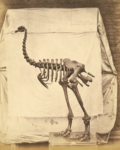 Dinornis Elephantopus dinosaurie av Roger Fenton