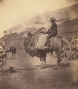[Man som rider på en kamel] av Roger Fenton