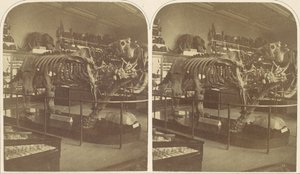 The Megatherium, British Museum, 1850-talet. av Roger Fenton