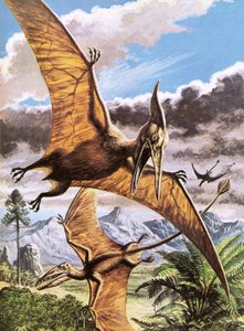 Pteranodon (överst) och Rhamphorhynchus (nederst) av Roger Payne