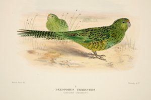 Ground Parrot, pub. 1916 handfärgad gravyr. av Roland Green