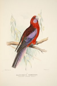 Northern Crimson Parrot, pub. 1916 handfärgad gravyr. av Roland Green