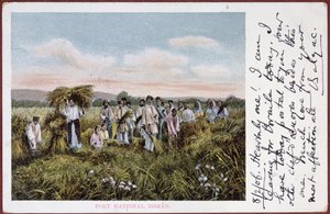 Vykort som visar rumänska bönders skörd, 1906