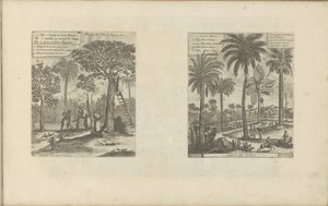 Landschappen sätter mangobomen, kokos- och palmbomen Frukter från ön Java, etc / Trees of India (titel på objekt) Öst- och Västindien och andra platser (serietitel) av Romeyn de Hooghe