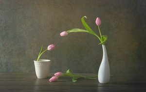 Stilleben med eleganta rosa tulpaner
