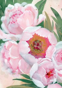 Rosa pionblommor