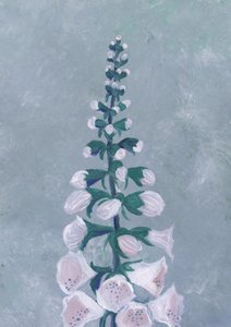 Vit fingerborgsblomma