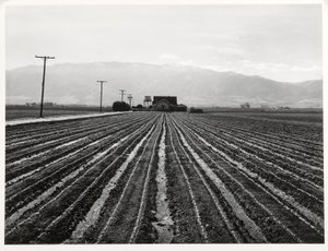 Ung sallad, Salinas, Kalifornien av Russell Lee