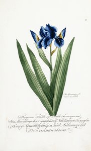 Iris Germanicus, 1797-1803 av Russian School