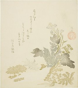 En jätterädisa (daikon), krysantemum och ormbunkar
