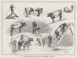 The Performing Bulls at the Westminster Aquarium (gravyr)