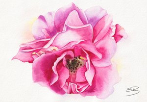 Blommande rosa ros av Salome