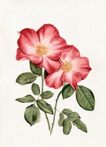 Rosa rosor
