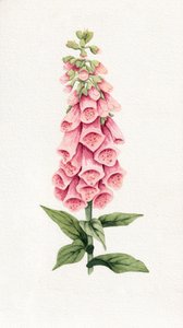 Delikat rosa fingerborgsblomma