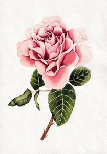 Elegant rosa ros