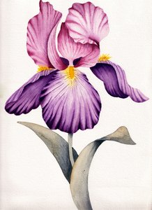 Ljuslila iris