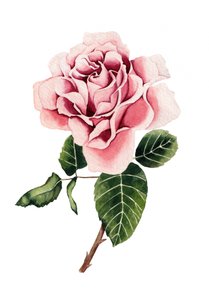 Akvarellrosa ros