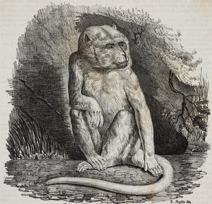 Albino apa i Jardin des Plantes, Paris botaniska trädgård, Frankrike, litografi av Salvatore Puglia från Poliorama Pittoresco, n 23, 14 januari