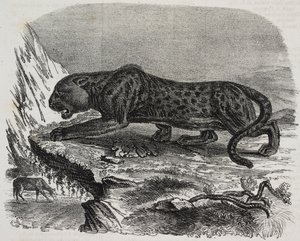 Black Panther i Jardin des Plantes, Paris botaniska trädgård, Frankrike, litografi av Salvatore Puglia från Poliorama Pittoresco, n 26, 4 februari