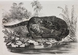 Kaiman och jaguar, litografi av Salvatore Puglia från Poliorama Pittoresco, n 16, 25 november av Salvatore Puglia