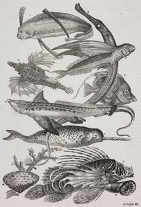 Havsvarelser: 1 Dattiloftera, 2 Syngnathus, 3 Pegasus, 4 Trachypterus, 5 Chaetodon, 6 Kaninfiskar, 7 Enhörning (narval), 8 Flygande Pteroider, 9 Attinia av Salvatore Puglia