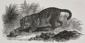Sumatran katt, litografi av Salvatore Puglia från Poliorama Pittoresco, n 47, 1 juli av Salvatore Puglia