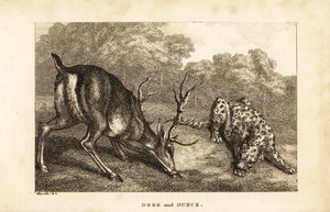 Möte mellan en hjort, Cervus elaphus, och en snöleopard, Panthera uncia
