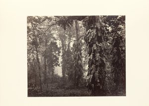 Darjeeling; Krypare i skogen nedanför Ging av Samuel Bourne