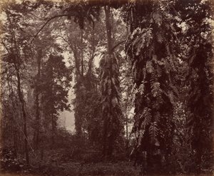 Darjeeling, Indien av Samuel Bourne
