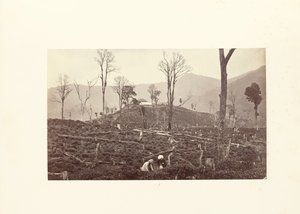 Darjeeling; Vy över Selims teplantage med den övre fabriken och bungalowen av Samuel Bourne