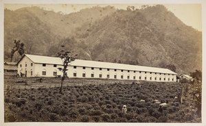 Selim Tea Estate, Darjeeling, den nya fabriken, lägre division,  från "Views of Darjeeling",  1860-80    (s/v bild) av Samuel Bourne