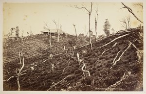 Selim Tea Estate, Darjeeling,  från "Views of Darjeeling",  1860 -1880,  (s/v bild) av Samuel Bourne