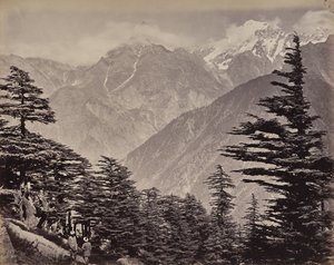 Övre Himalaya. Utsikt nära China Mountains. Himalayacedrar i förgrunden av Samuel Bourne