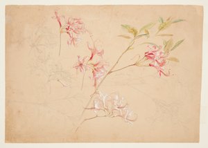 Azaleor av Samuel Colman