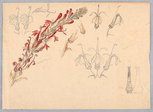 Kardinalblomma av Samuel Colman