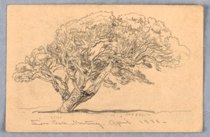 Teckning, Studier. Träd, Santa Barbara, Kalifornien, 1888 av Samuel Colman