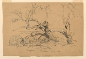 Teckning, Studier. Träd, Santa Barbara, Kalifornien, 3 februari 1888 av Samuel Colman