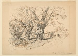 Ritning, studie för Cypress Trees of Montezuma, Park of Chapultepec, Mexiko av Samuel Colman