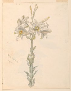 Lily, Stockbridge av Samuel Colman