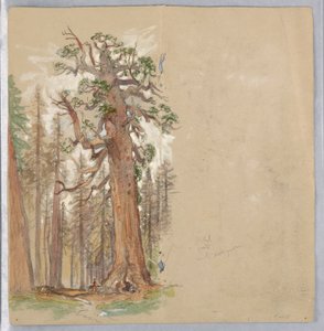 Ek och Evergreen av Samuel Colman