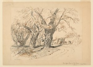 Studie för The Cypress Trees of Montezuma, Park of Chapultepec, Mexiko av Samuel Colman