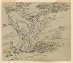 Studie av gamla cypressträd, Cypress Point av Samuel Colman