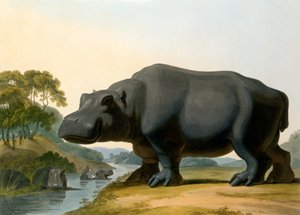 Flodhästen, 1804