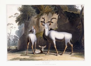 Koodoo, 1804 av Samuel Daniell