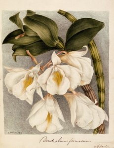 Dendrobium Formosum, ca 1839 (akvarell) av Samuel Holden