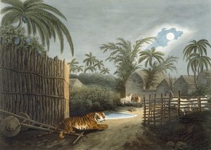 En tiger som strövar genom en by (boskap i skräck), från 